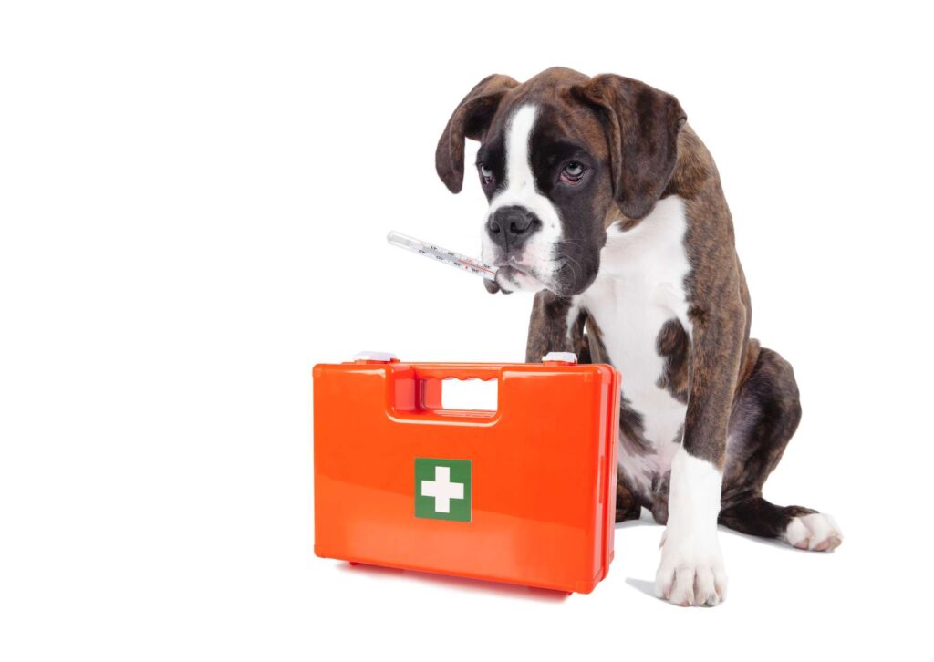 Pet First Aid Certification