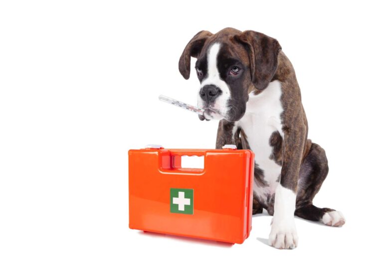 Pet First Aid Certification