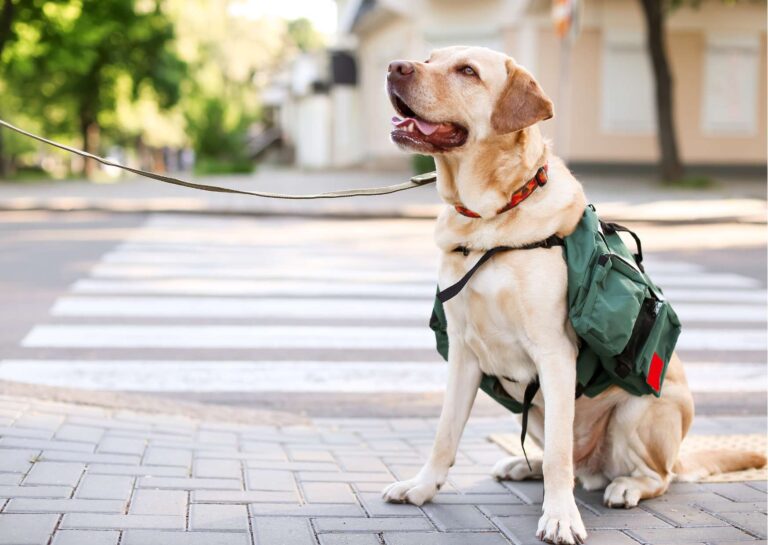 Guide Dog Training Basics
