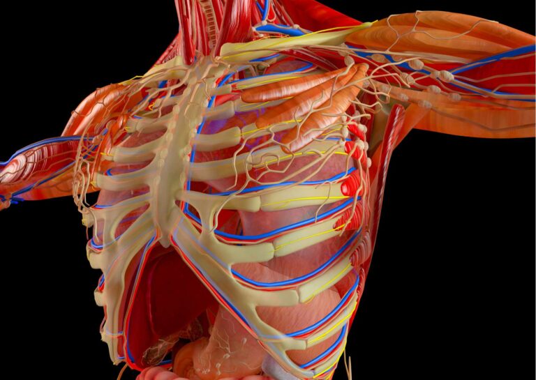 Anatomy and Physiology Certification