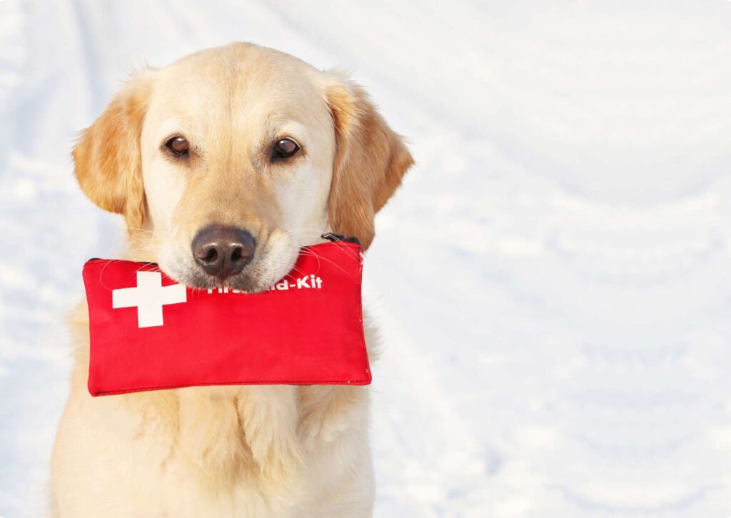 Animal First Aid Mastery