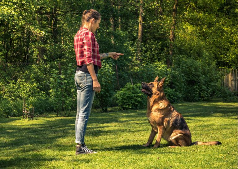 Canine Behavior Diploma
