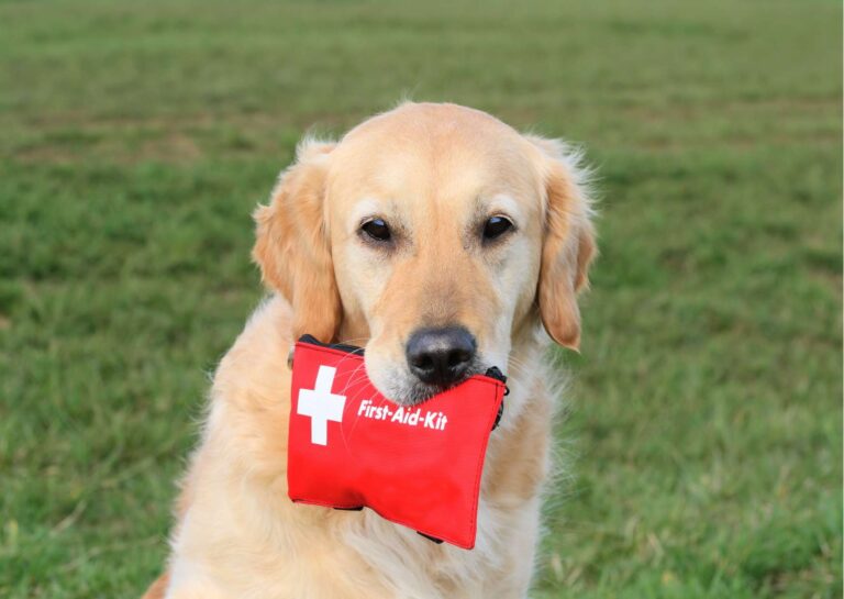 Dog First Aid Basics