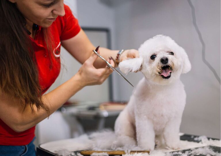 Dog Grooming Basics