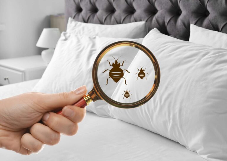 Home Bed Bug Prevention Solutions