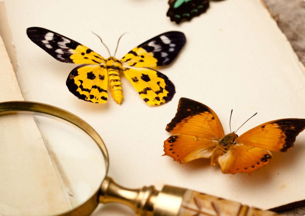 Introduction to Entomology