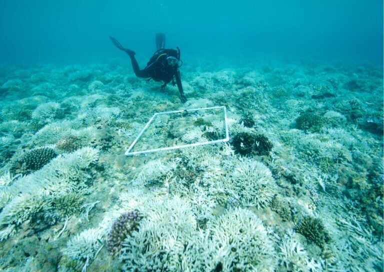 Diploma in Marine Biology Studies