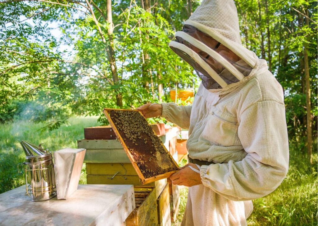 Beekeeping Skills Certification