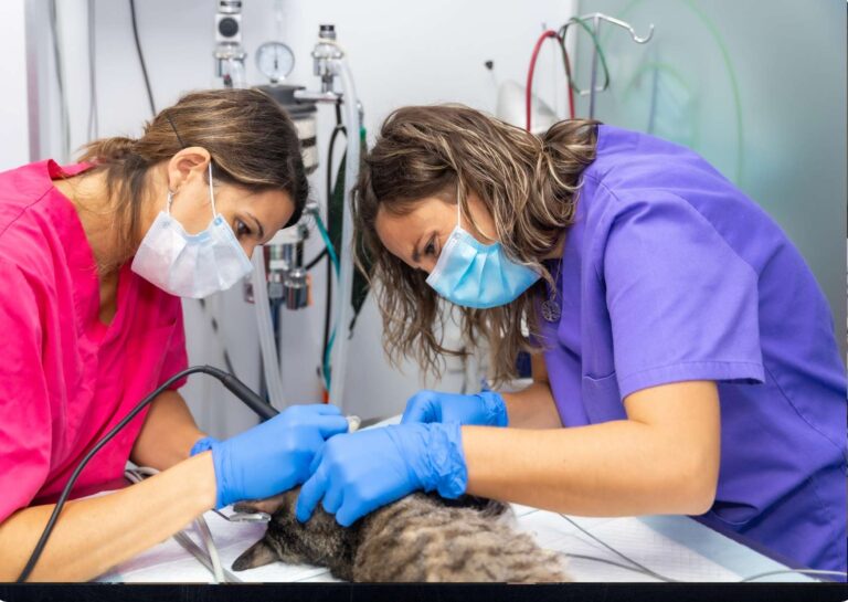 Veterinary Assistant Training Program